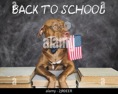 Zurück zur Schule. Liebenswerte, entzückende Welpen- und Vintage-Bücher. Nahaufnahme, isolierter Hintergrund. Aufnahme im Studio, Tageslicht. Konzept der Pflege, Bildung, gehorsam Stockfoto
