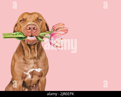 Liebenswerter, hübscher brauner Welpe und leuchtende Blumen Stockfoto