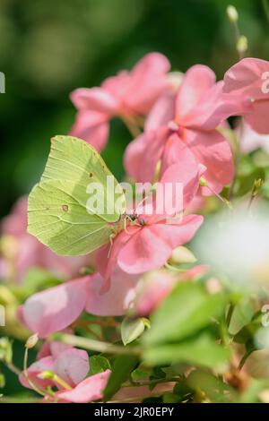 Gemeiner Schwefel-Schmetterling (Gonepteryx rhamni) auf rosa Impatiens. Stockfoto