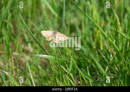 Gewöhnliche Heidemotte in der Natur, die auf einem Grashalm ruht, die oberen Flügel zeigen sich Stockfoto