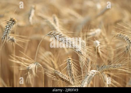 Reife, goldene Roggenspitzen (Secale cereale). Stockfoto