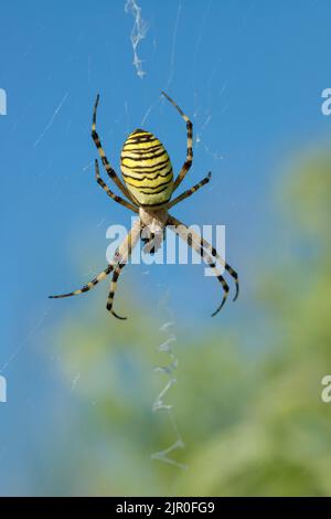 Weibliche Wespenspinne (Agriope bruennichi) im Orb-Netz Stockfoto