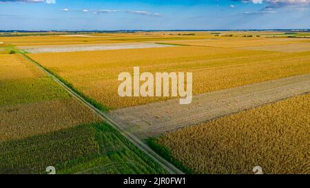 Oben einige kultivierte Parzellen mit reifem Mais und Sonnenblumen, Schatten von Wolken auf landwirtschaftlichen Feldern. Stockfoto