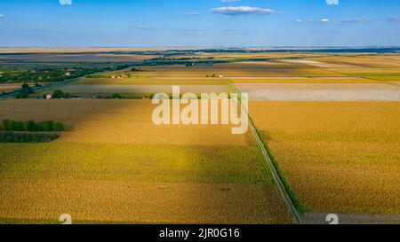 Oben einige kultivierte Parzellen mit reifem Mais und Sonnenblumen, Schatten von Wolken auf landwirtschaftlichen Feldern. Stockfoto