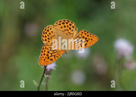 Männlicher, silbergewaschene Fritillarschmetterling (Argynnis paphia). Stockfoto