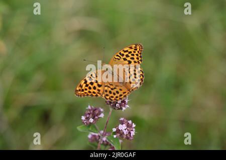 Weibliche silbergewaschene Schmetterlinge (Argynnis paphia). Stockfoto