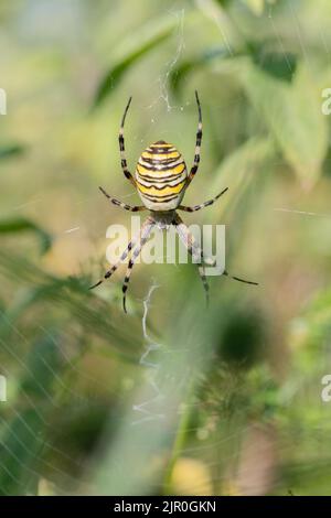 Weibliche Wespenspinne (Agriope bruennichi) im Orb-Netz Stockfoto