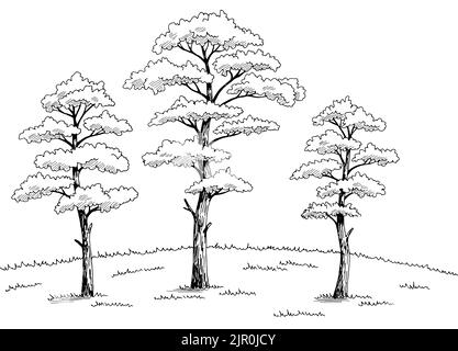 Pine Tree Hain Grafik schwarz weiß Landschaft Skizze Illustration Vektor Stock Vektor