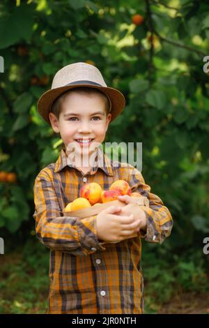 Lächelndes Kind Junge hält Korb mit Aprikosen Stockfoto