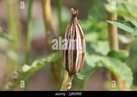 Okra Pflanze in den Farmen des Westufers, Luxor, Oberägypten Stockfoto