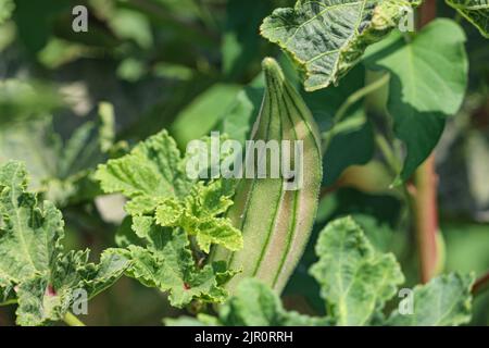 Okra Pflanze in den Farmen des Westufers, Luxor, Oberägypten Stockfoto