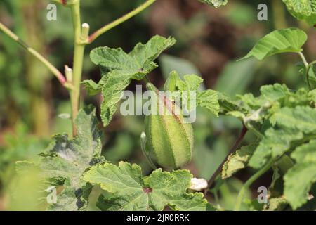 Okra Pflanze in den Farmen des Westufers, Luxor, Oberägypten Stockfoto