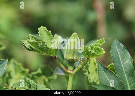 Okra Pflanze in den Farmen des Westufers, Luxor, Oberägypten Stockfoto