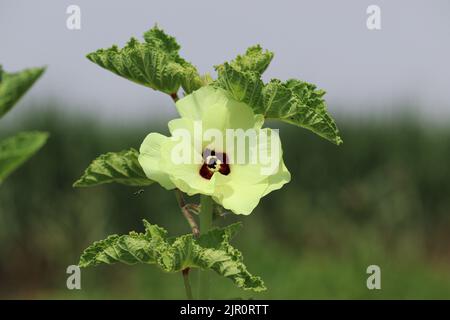 Okra Blume auf den Farmen des Westufers, Luxor, Oberägypten Stockfoto