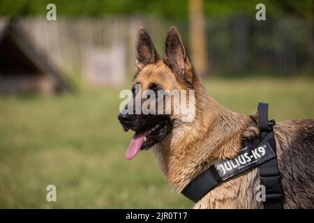 Elsässischer oder deutscher Schäferhund trägt Geschirr im Hundepark Stockfoto