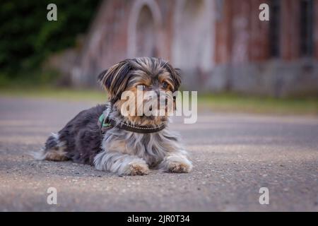 Niedlicher kleiner Hund, der auf dem Boden liegt Stockfoto