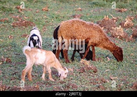 Schafe und Ziegen weiden auf den Farmen am Westufer des Nils in Luxor, Ägypten Stockfoto