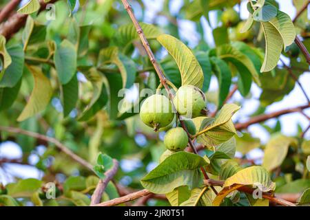 Grüne Guava-Früchte auf den Farmen am Westufer des Nils in Luxor, Ägypten Stockfoto