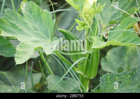 Okra Pflanze in den Farmen des Westufers, Luxor, Oberägypten Stockfoto