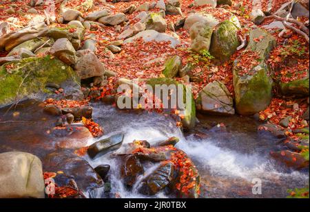 Wasserfluss zwischen den moosigen Felsen. Schöner Naturhintergrund an einem sonnigen Herbsttag im Wald. Gefallenes Laub am Ufer und Bach. Wellen auf der t Stockfoto