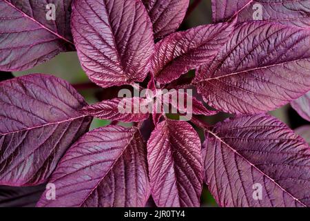 Roter Amaranth (Amaranthus cruentus) schließen. Ansicht von oben. Natürlicher Hintergrund Stockfoto