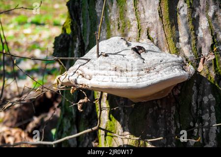 Fomes fomentarius (gemeinhin bekannt als Zunder Pilz, falsche Zunder Pilz, Hufpilz, Zunder Conk, Zunder Polypore oder Eis Mann Pilz) auf lebenden Baum Stockfoto