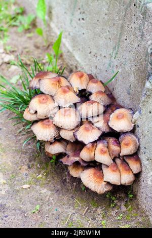 Fruchtkörper von glitzernden Inkcap-Pilzen (Coprinellus micaceus) In der Nähe der Betonwand Stockfoto