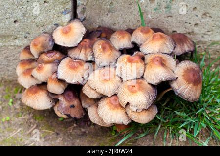 Fruchtkörper von glitzernden Inkcap-Pilzen (Coprinellus micaceus) In der Nähe der Betonwand Stockfoto