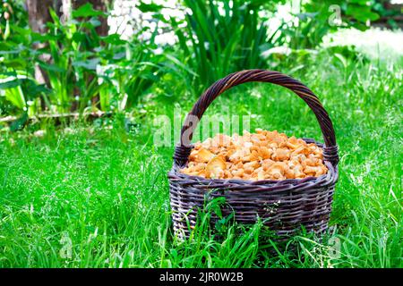 Weidenkorb mit Waldpilzen Pfifferlinge auf grünem Gras Hintergrund Stockfoto