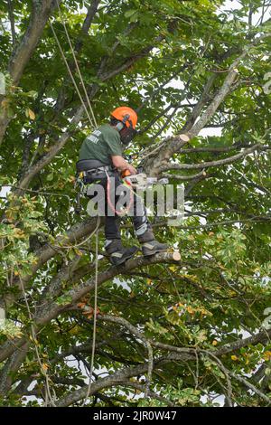 Ein Jon Curtis-Baumchirurg in einem Platanenbaum, der an Seilen und einem Körpergeschirr hängt und mit einer Kettensäge Äste zurückschneidet. Basingstoke, England Stockfoto