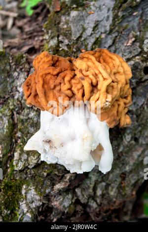 Gyromitra esculenta mushroom (bekannt als falsche Morelle) Im Frühling liegt der Wald auf der umgestürzten Baumrinde Stockfoto