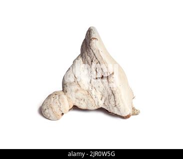 Fomes fomentarius (allgemein bekannt als Zunder-Pilz, falscher Zunder-Pilz, Hufpilz, Zunder-Conk, Zunder-Polypore oder Eismann-Pilz) isoliert auf Stockfoto