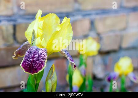 Blühende gelbe und violette Iris im Sommergarten Stockfoto
