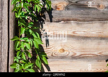 Parthenocissus quinquefolia, bekannt als Virginia Creeper, Victoria Creeper, Five-leaved Efeu oder fünf-Finger, Klettern auf Holzzaun. Speicherplatz kopieren Stockfoto