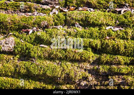 Nahaufnahme von grünem Moos auf der Rinde eines gefallenen Baumes im Wald Stockfoto