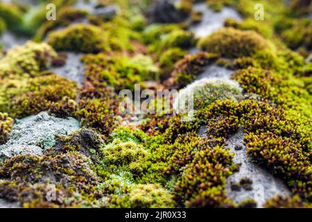 Nahaufnahme eines alten Schieferdachs, das nach dem Regen mit grünem Moos bedeckt war. Grüne Moos-Textur, natürlicher Hintergrund Stockfoto