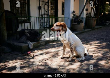 Ein süßer bretonischer Hund mit offenem Mund sitzt auf einer Straße vor einem Haus Stockfoto