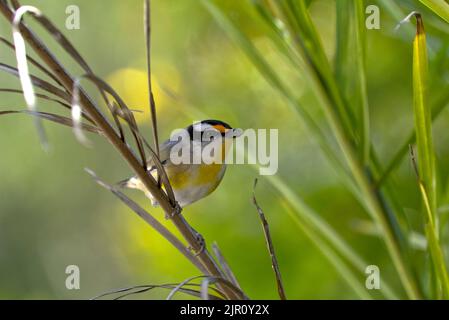 Gestreifte Pardalote (Schwarzkopf) Pardalotus striatus Pardalotes oder Peep-wrens sind eine Familie sehr kleiner, farbenfroher Vögel, die in Australien beheimatet sind Stockfoto