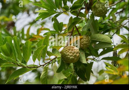 Pudding Apfelfrucht wächst auf einem Baum, in Thailand. Stockfoto