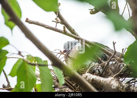 August 21 2022 Maidenhead, Nachbarn sagen, dass diese Waldtaube seit zwei Wochen brütet, ohne das Nest zu verlassen. Tauben haben eine sehr lange Brutzeit, obwohl ihre Hauptbrüterzeit zwischen April und Oktober liegt. Nach der Gründung werden die Waldtauben Jahr für Jahr, wenn möglich, zum gleichen Nest zurückkehren. Der Baum wurde beschnitten und das Nest freigelegt, und dennoch hat die Taube es weiter benutzt. Bridget Catterall/Alamy Live News Stockfoto