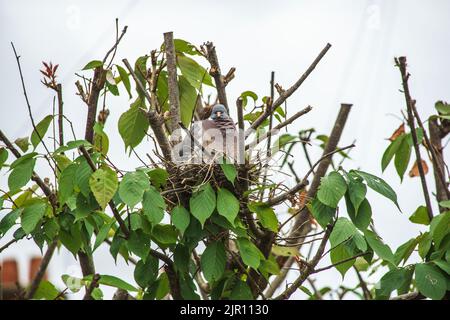 August 21 2022 Maidenhead, Nachbarn sagen, dass diese Waldtaube seit zwei Wochen brütet, ohne das Nest zu verlassen. Tauben haben eine sehr lange Brutzeit, obwohl ihre Hauptbrüterzeit zwischen April und Oktober liegt. Nach der Gründung werden die Waldtauben Jahr für Jahr, wenn möglich, zum gleichen Nest zurückkehren. Der Baum wurde beschnitten und das Nest freigelegt, und dennoch hat die Taube es weiter benutzt. Bridget Catterall/Alamy Live News Stockfoto