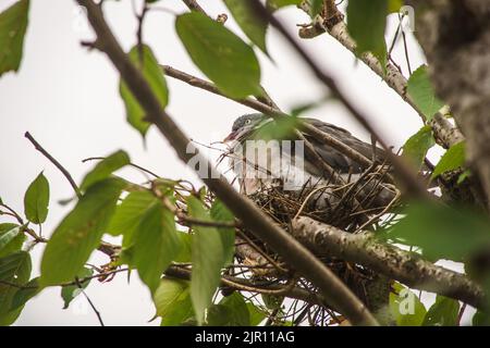 August 21 2022 Maidenhead, Nachbarn sagen, dass diese Waldtaube seit zwei Wochen brütet, ohne das Nest zu verlassen. Tauben haben eine sehr lange Brutzeit, obwohl ihre Hauptbrüterzeit zwischen April und Oktober liegt. Nach der Gründung werden die Waldtauben Jahr für Jahr, wenn möglich, zum gleichen Nest zurückkehren. Der Baum wurde beschnitten und das Nest freigelegt, und dennoch hat die Taube es weiter benutzt. Bridget Catterall/Alamy Live News Stockfoto