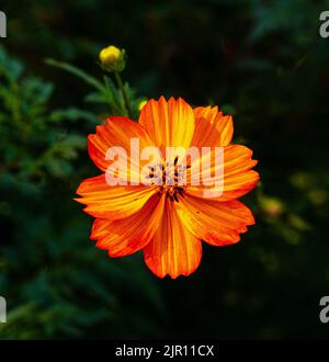 Garden Cosmos (Cosmos sulfureus) wächst und blüht im Garten Stockfoto