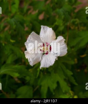 Hibiscus, Sharon-Rose, Hibiscus syriacus, eine einzige weiße Blume, die im Freien wächst. Baden Baden, Baden Württemberg, Deutschland Stockfoto