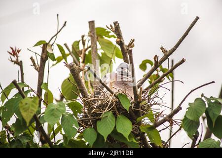 August 21 2022 Maidenhead, Nachbarn sagen, dass diese Waldtaube seit zwei Wochen brütet, ohne das Nest zu verlassen. Tauben haben eine sehr lange Brutzeit, obwohl ihre Hauptbrüterzeit zwischen April und Oktober liegt. Nach der Gründung werden die Waldtauben Jahr für Jahr, wenn möglich, zum gleichen Nest zurückkehren. Der Baum wurde beschnitten und das Nest freigelegt, und dennoch hat die Taube es weiter benutzt. Bridget Catterall/Alamy Live News Stockfoto