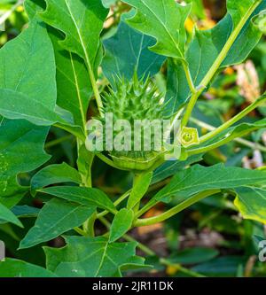 Datura stramonium, bekannt unter den gebräuchlichen Namen Jimson Weed oder Datura, ist eine Pflanze aus der Familie der Solanaceae (Nachtschattengewächse) Stockfoto