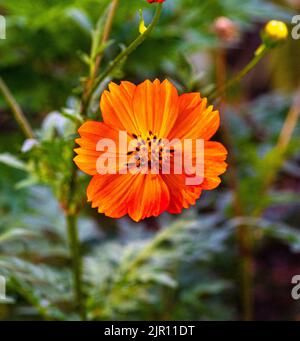 Garden Cosmos (Cosmos sulfureus) wächst und blüht im Garten Stockfoto