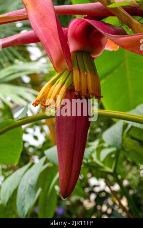 Der Abacá (Musa textilis), auch Manila-Hanf, Bananenhanf oder Musa-Hanf genannt, wird als Faserpflanze verwendet. Zum Beispiel für die Herstellung von Meerwasser-Res Stockfoto