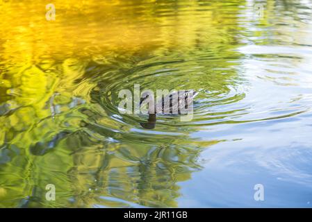 Eine Ente oder Stockente schwimmt in einem Teich in der Natur. Wasservögel und Wildtiere. Stockfoto