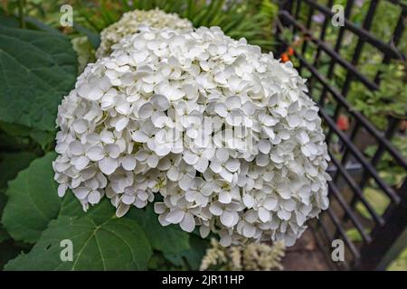 Hortensia arborescens Annabelle, ein großer buschiger nordamerikanischer Strauch, der im Sommer sehr große, kugelförmige Köpfe aus weißen, sterilen Blüten hervorbringt Stockfoto